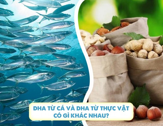 Sự khác biệt lớn giữa DHA từ cá và DHA từ thực vật