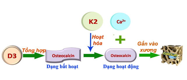 Vitamin D3 + K2 trong Green Calcium