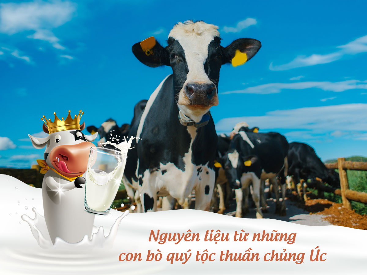 Sữa Hoàng Gia Royal AUSNZ được sản xuất từ nguồn nguyên liệu chất lượng tốt nhất của Úc