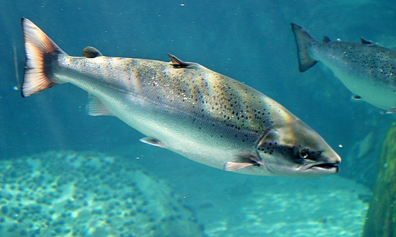 Salmon Oil Omega 3 Hàn Quốc và Careline Fish Oil của Úc: Ra đời từ 100% cá hồi tươi