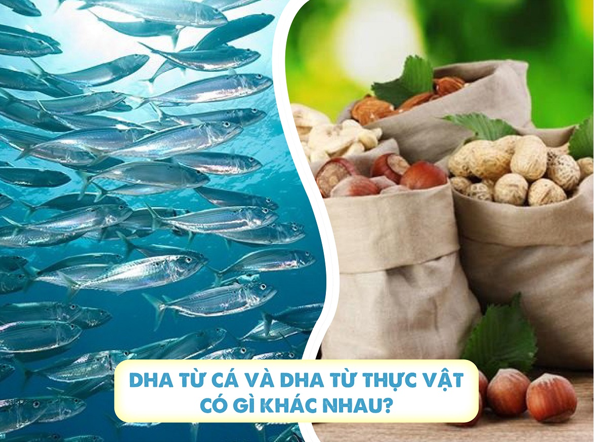 DHA có nguồn gốc từ cá và từ thực vật lại có nhiều điểm khác biệt